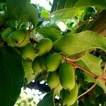 Actinidia arguta Fruit