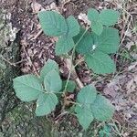 Rubus vestitus Blatt