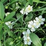 Potentilla alba Λουλούδι