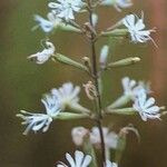 Silene italica Kwiat