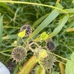 Abutilon theophrastiÇiçek