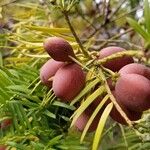 Cephalotaxus fortunei Fruit