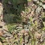 Rostraria cristata ফুল