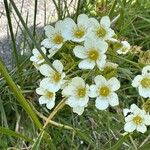 Saxifraga paniculata Blüte