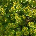 Euphorbia lucida Цвят
