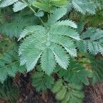 Melianthus major 葉