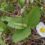 Fragaria virginiana Blatt