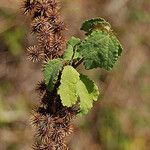 Triumfetta semitriloba Celota