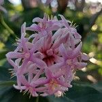 Dais cotinifolia Λουλούδι