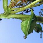 Dioscorea trifida Kôra