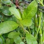 Ruellia tuberosa पत्ता