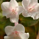 Rhododendron solitarium Λουλούδι