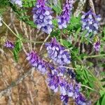 Vicia dasycarpa Цвят