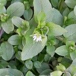 Stellaria media Blatt