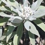 Helichrysum melaleucum Flower