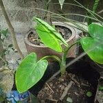 Alocasia cucullata Folha