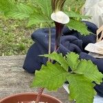 Arisaema sikokianum Blüte