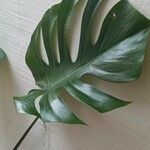 Monstera minima Blatt