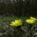 Adonis vernalis Habit