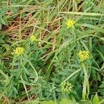 Euphorbia flavicoma অভ্যাস