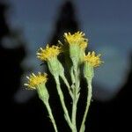 Senecio bracteolatus Λουλούδι