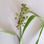 Scirpus atrovirens Fula