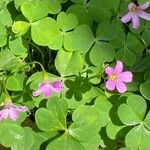 Oxalis debilis Flor