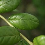 Combretum constrictum Leaf