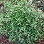 Ageratina riparia Hábito