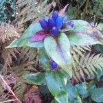 Gentiana clausa പുഷ്പം