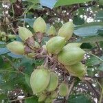 Paulownia tomentosaFrukt