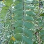 Sophora tomentosa 葉