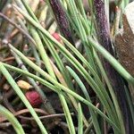 Werneria villosa Leaf