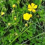 Ranunculus repens Habit