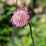 Scabiosa vestita Virág