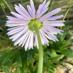 Aster tongolensis Blüte