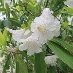 Rhododendron decorum Flor