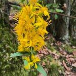 Solidago virgaureaКветка