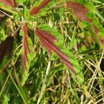 Monsonia longipes Blad