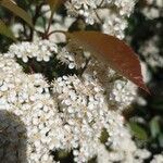 Photinia × fraseri Flower