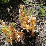 Orobanche ramosa Leaf