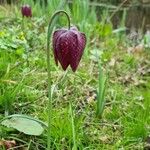 Fritillaria meleagris Flower