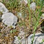 Trifolium angustifolium Ovoce