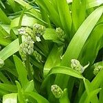 Scilla lilio-hyacinthus Fleur