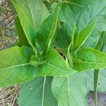 Mirabilis jalapa List