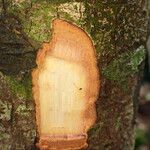 Detarium macrocarpum Rinde