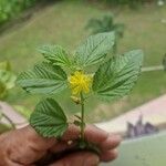 Corchorus hirtus പുഷ്പം