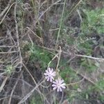 Silene secundiflora 花