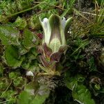 Gentiana depressa Habitat