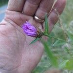 Centaurea nigraFlower